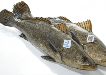 Resaltan la importancia del cultivo legal de Totoaba para el consumo humano