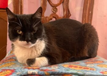 Habrá cárcel para dueños de mascotas que sean irresponsables