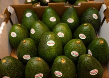 Buscan aguacateros emisiones cero en 2035