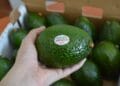 Buscan aguacateros emisiones cero en 2035