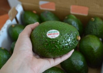 Buscan aguacateros emisiones cero en 2035