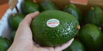 Buscan aguacateros emisiones cero en 2035