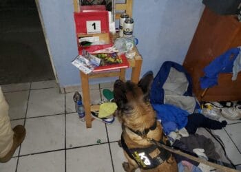 Decomisan 4.8 mil dosis de droga en operativos al norte de Morelia