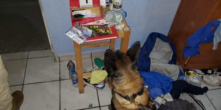 Decomisan 4.8 mil dosis de droga en operativos al norte de Morelia