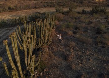 ¿Qué es el Festival de la Pitaya 2025?