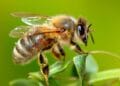 Destacan papel clave de las abejas en la agricultura y el ecosistema
