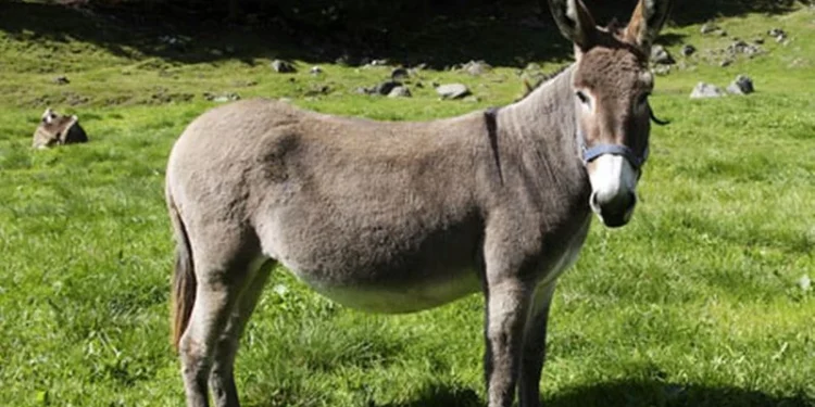 Vinculan a proceso a hombre por presunto maltrato animal contra un burro