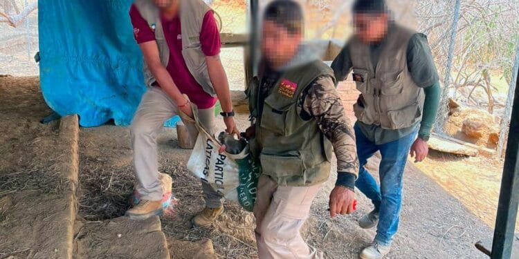 Indignación en Michoacán por retiro de 50 venados a activista