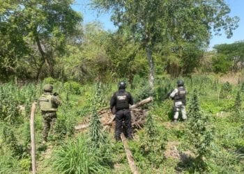 Destruyen plantío de marihuana en Coahuayana