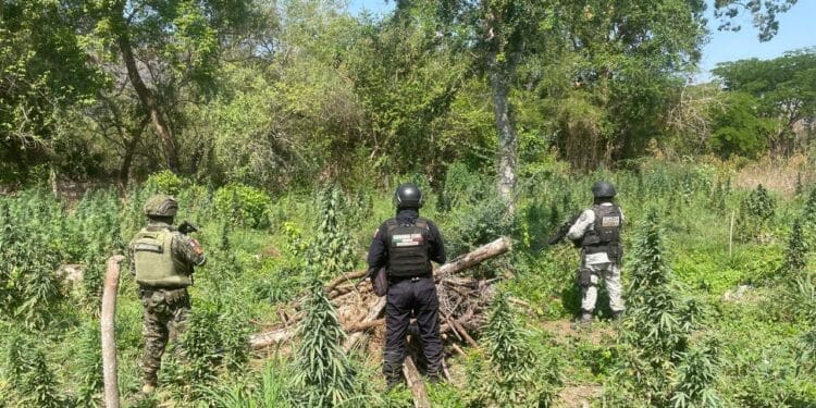 Destruyen plantío de marihuana en Coahuayana
