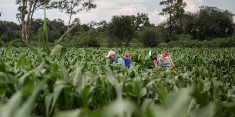 Morón condena las redadas de Trump contra migrantes en California