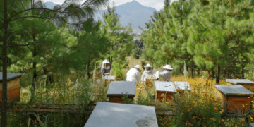 Api Nahu, el esfuerzo de mujeres para ser ‘como las abejas’