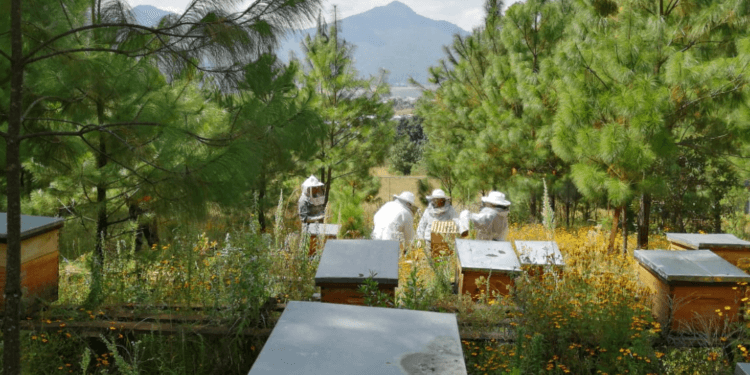 Api Nahu, el esfuerzo de mujeres para ser ‘como las abejas’