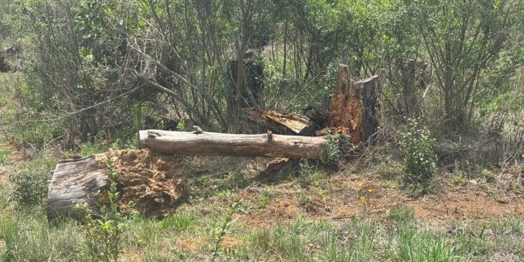 FGE cateó predio en Pátzcuaro por tala ilegal y cultivo no autorizado de aguacate