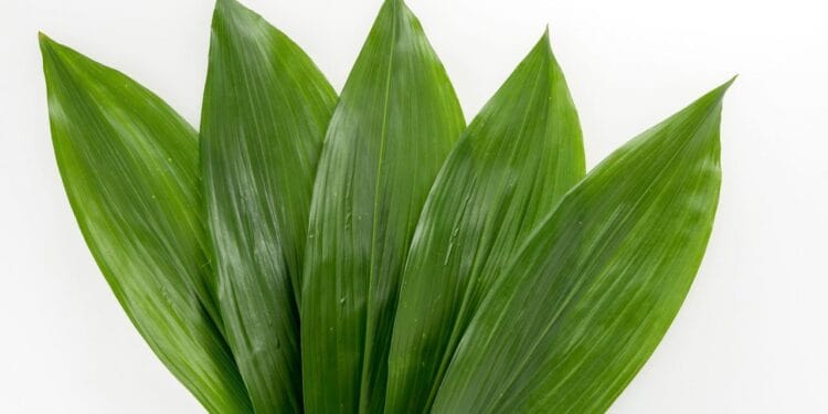 Conoce qué es el baran y para qué sirve