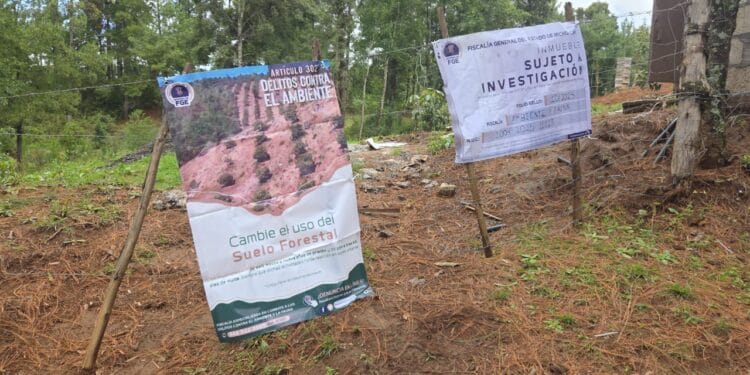 Detectan tala ilegal y cultivos no autorizados en Tacámbaro