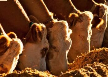 Gusano barrenador cobra la vida de mujer de 86 años en Campeche