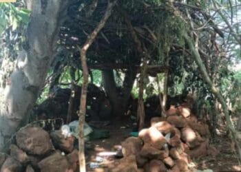 En Apatzingán SSP y Defensa destruyen campamento de la delincuencia organizada