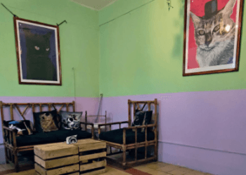 En el Día del Gato, inauguran Café de ‘michis’ en Morelia