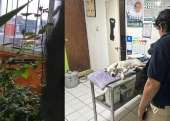 Policía Auxiliar es dado de baja tras golpear a un perro en Morelia