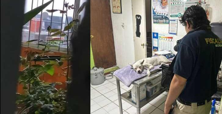 Policía Auxiliar es dado de baja tras golpear a un perro en Morelia