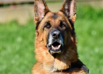 Perros de Chernóbil desarrollan genética única tras décadas de adaptación a condiciones extremas