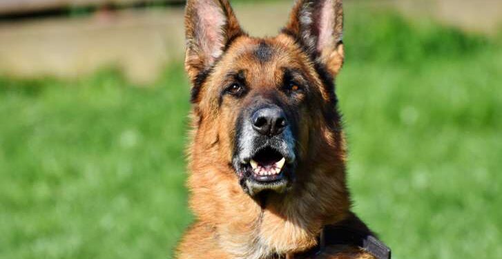 Perros de Chernóbil desarrollan genética única tras décadas de adaptación a condiciones extremas