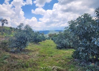 FGE asegura dos predios con plantaciones ilegales de aguacate en Zacapu
