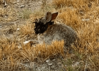 La historia de los conejos con cuernos de Colorado