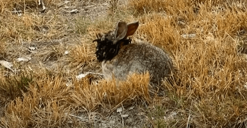 La historia de los conejos con cuernos de Colorado