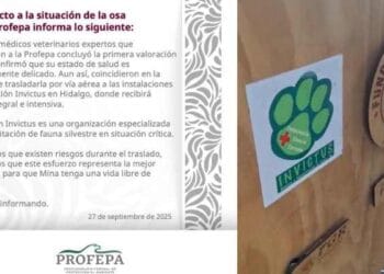Osa “Mina” es trasladada a centro especializado en fauna silvestre