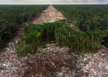 Autorizan desmonte de 261 hectáreas de selva en Cancún para terminal del Tren Maya carguero