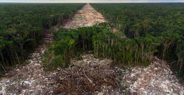 Autorizan desmonte de 261 hectáreas de selva en Cancún para terminal del Tren Maya carguero