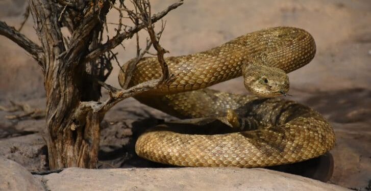 Víbora de cascabel símbolo del Escudo Nacional en peligro de extinción