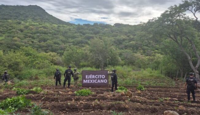 Aseguradas y destruidas 7 toneladas de marihuana en Turicato: SSP