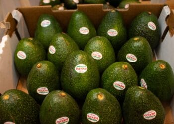 Van por aranceles a la importación del aguacate en California