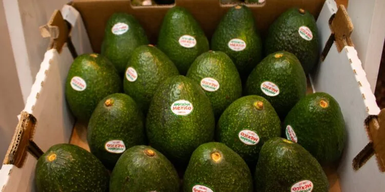 Van por aranceles a la importación del aguacate en California