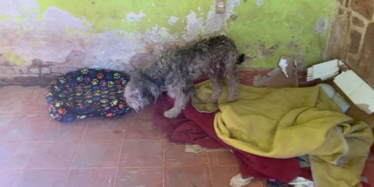 Caso Galeana 444: Maltrato animal expone crisis institucional