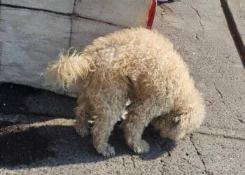 Plantean crear una especie de “Alerta Amber” para mascotas en Michoacán