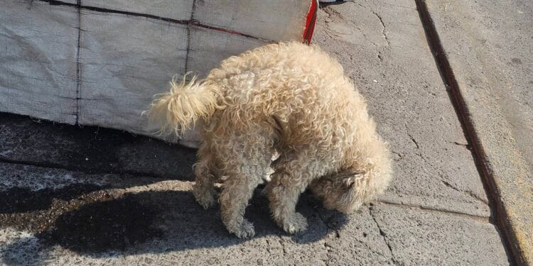 Plantean crear una especie de “Alerta Amber” para mascotas en Michoacán