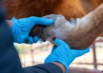 Detectan primer caso aislado de gusano barrenador en Michoacán