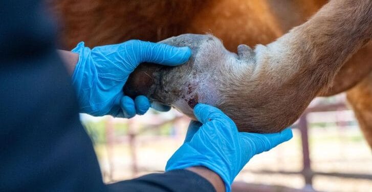 Detectan primer caso aislado de gusano barrenador en Michoacán