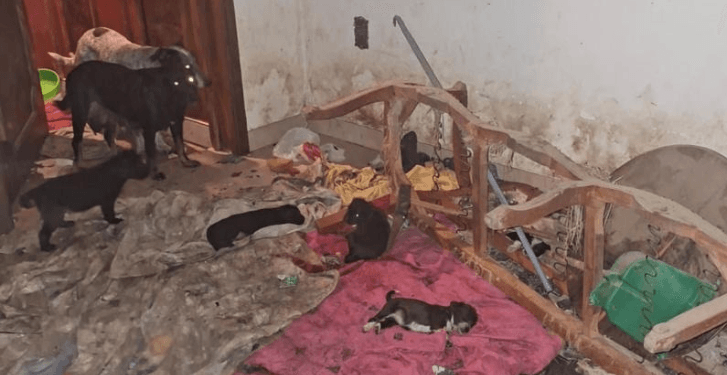 Rescata FGE a 29 perros en condiciones extremas de maltrato en Sahuayo; hay una detenida