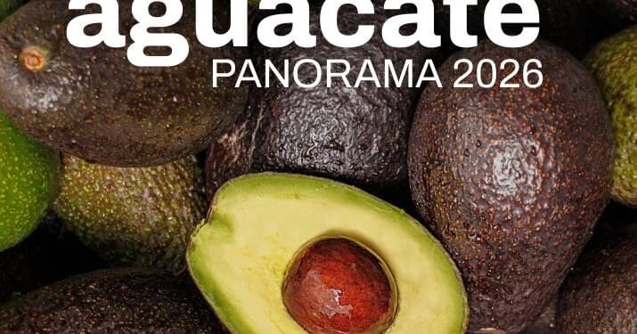 Michoacán sostiene el liderazgo del aguacate, pero hay riesgos sanitarios, ambientales y logísticos