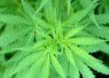 Vinculan a proceso a dos hombres detenidos con mariguana en Buenavista