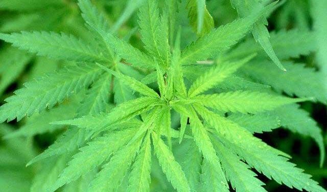 Vinculan a proceso a dos hombres detenidos con mariguana en Buenavista