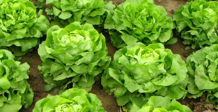 Cofepris descarta contaminación en lechugas de Taylor Farms tras exhaustiva inspección sanitaria
