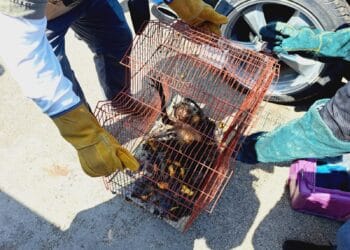 Hallan armas, municiones… ¡y un mono araña maltratado!
