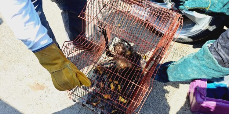 Hallan armas, municiones… ¡y un mono araña maltratado!