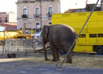 ¿Qué paso con los animales de circo tras la prohibición de 2015?